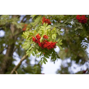 Essbare Eberesche mit roten Früchten und grünen Blättern. Hausbaum für Garten und Vogelfreunde.