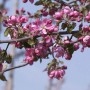 Blühender Zierapfelbaum Pom Pom (Malus Hybride) mit rosa Blüten.