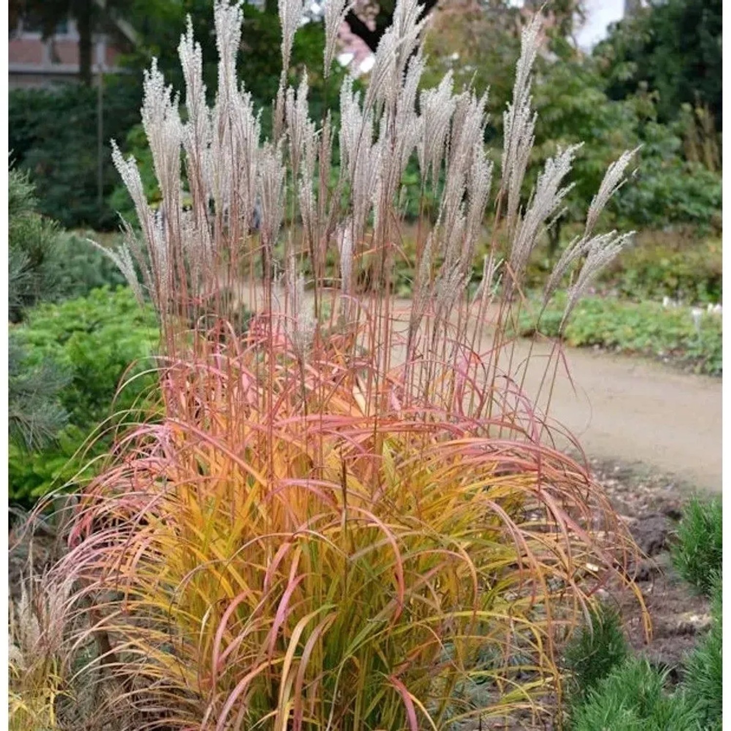 Chinaschilf Flammenmeer - Miscanthus sinensis