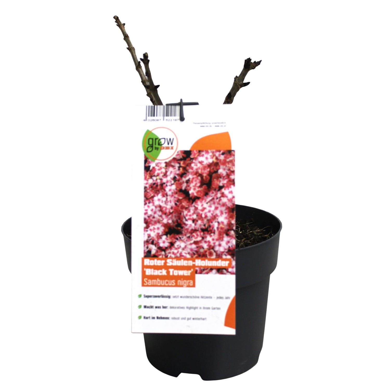 Junger, rotlaubiger Säulenholunder 'Black Tower' im Topf. Ideal für Garten und Terrasse.