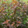 Fasanenspiere 'Center Glow' (Physocarpus), rot-goldene Blätter und weiße Blüten.