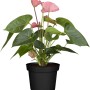 Anthurie Rosa im Topf, ca. 14 cm. Flamingoblume mit rosa Blüten und grünen Blättern.