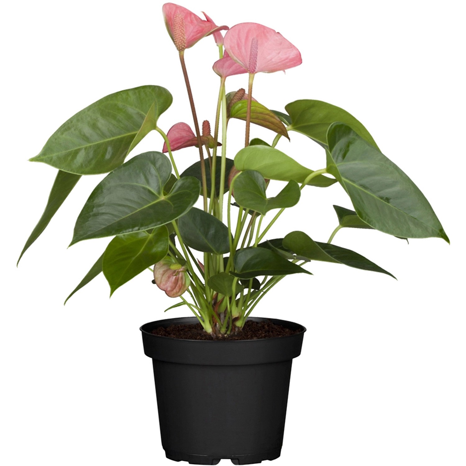 Anthurie Rosa Topf-Ø ca. 14 cm Anthurium andreanum günstig online kaufen