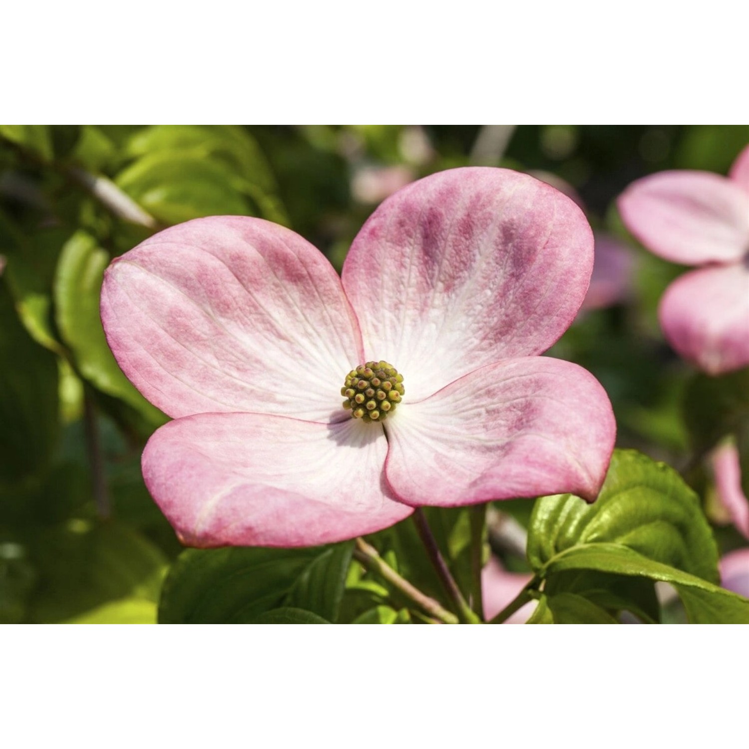 Cornus Kousa Satomi Compact Japanischer Blumen-Hartriegel Rosa 60–80 cm günstig online kaufen