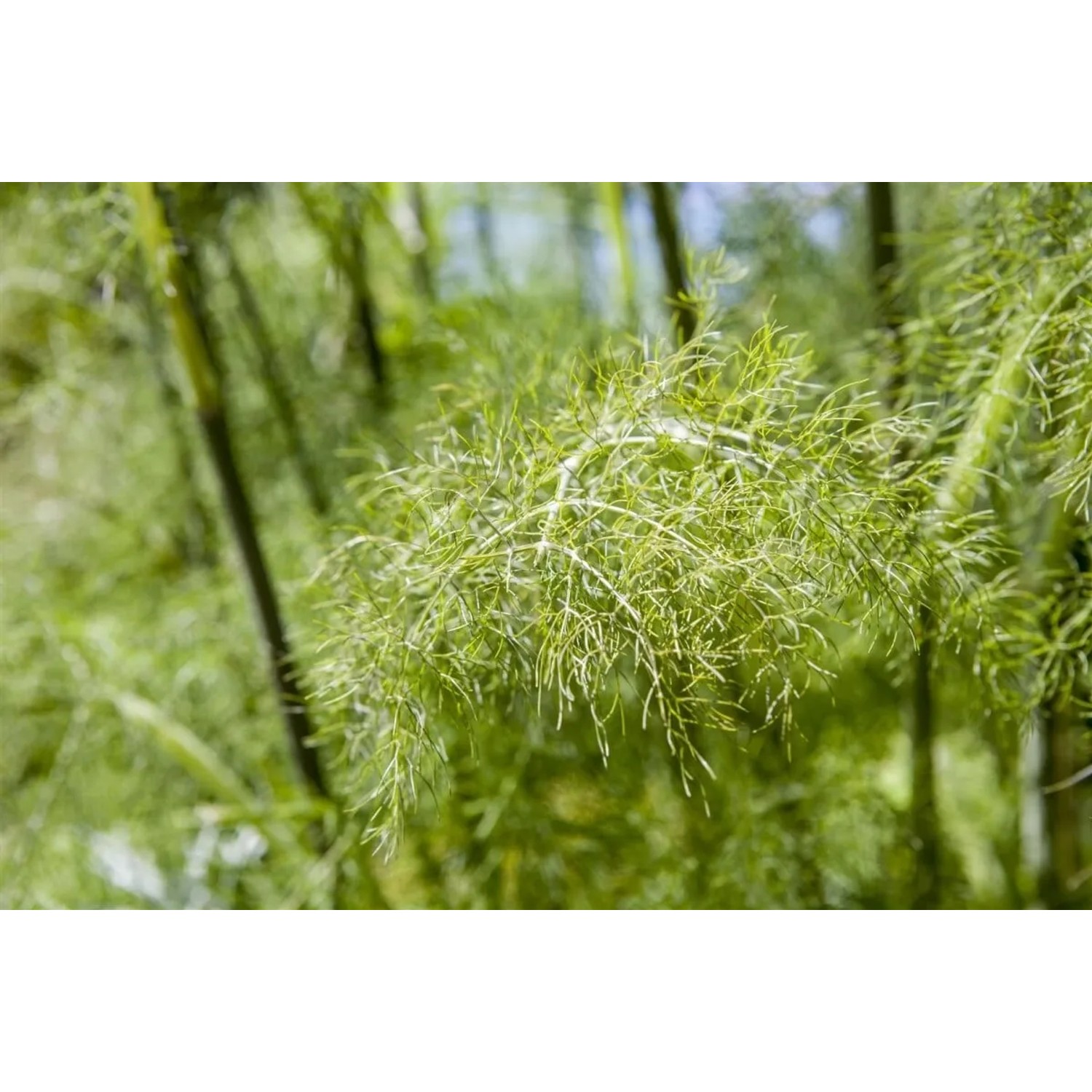 Foeniculum Vulgare Bronce Fenchel Ca. 11x11 cm Topf