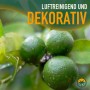 Nahaufnahme von Limetten am Limettenbaum. Fruchtbildender, 90 cm großer Obstbaum.