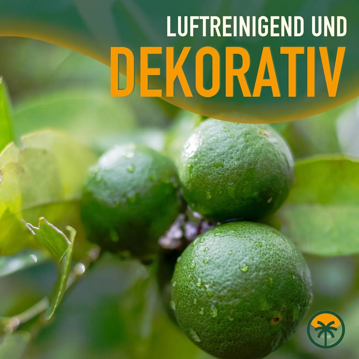 Nahaufnahme von Limetten am Limettenbaum. Fruchtbildender, 90 cm großer Obstbaum.
