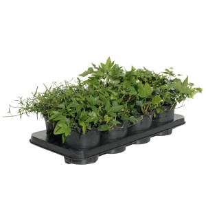 Grünlaubiger Efeu (Hedera helix) Sortiment im Topf, verschiedene Sorten auf einem Tray.
