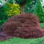 Filigraner, rotlaubiger Japanischer Ahorn (Acer Palmatum Ornatum) im Garten.