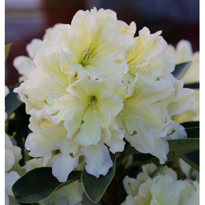 Gelbe Rhododendron Dufthecke (Alpenrose), großblumiger Strauch mit hellgelben Blüten.