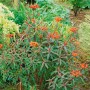 Aufnahme der Euphorbia Griffithii 'Dixter' Staude mit leuchtend orangefarbenen Blüten im 9x9 cm Topf.
