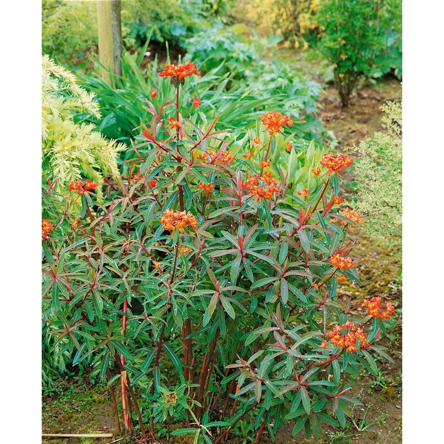 Euphorbia Griffithii Dixter Ca. 9x9 cm Topf günstig online kaufen