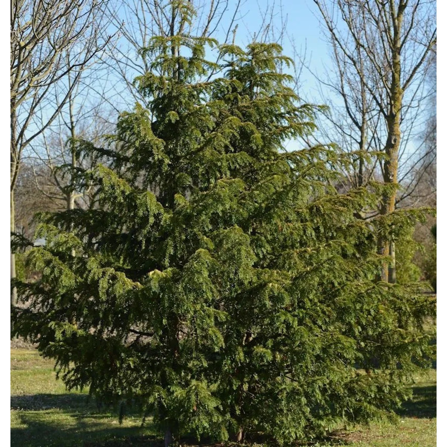 Grüne Adlerschwingeneibe 50-60cm - Taxus baccata Dovastoniana