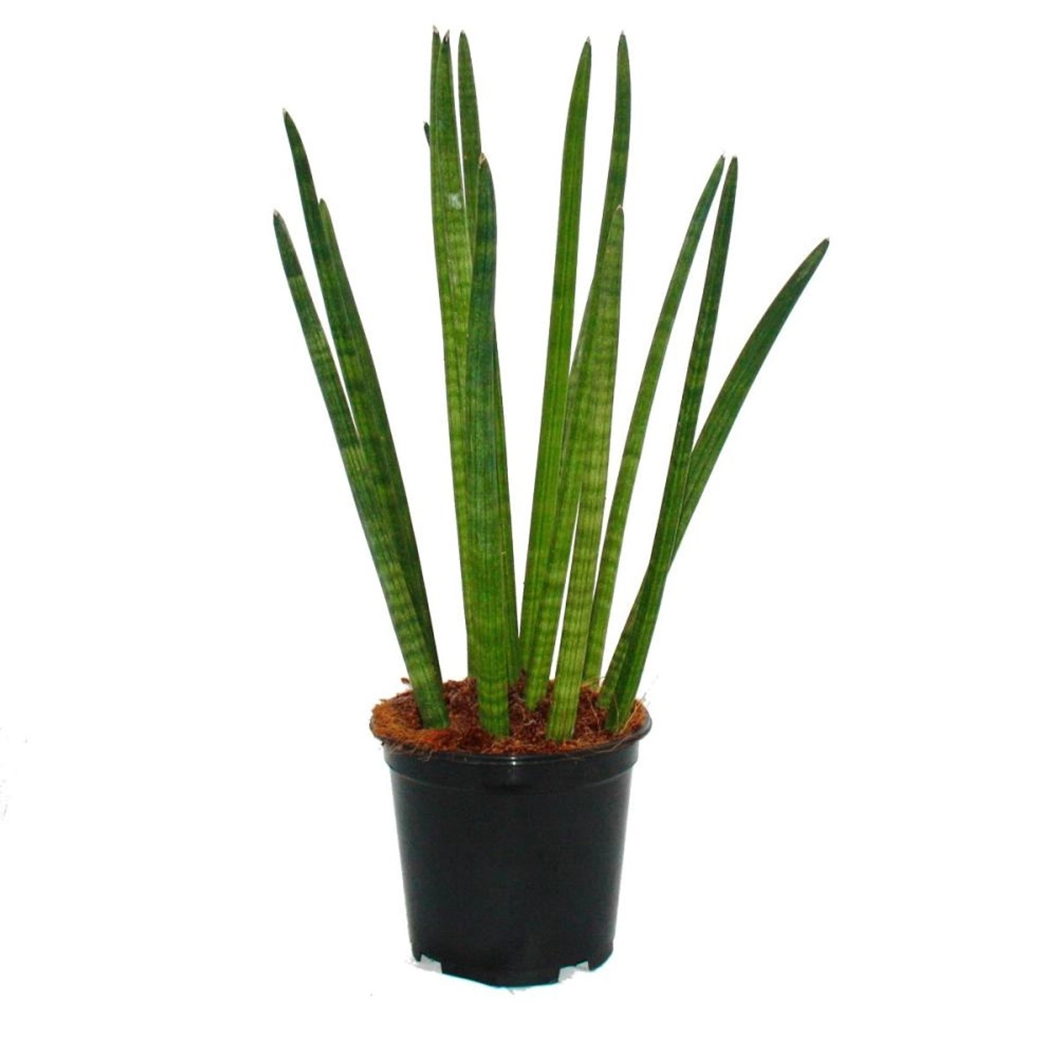 Exotenherz Sansevieria Cylindrica Solitär-Pflanze 19cm Topf