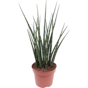 Bogenhanf Fernwood Mikado im Topf, ca. 35-40 cm hoch. Grünpflanze mit schlanken, aufrechten Blättern.