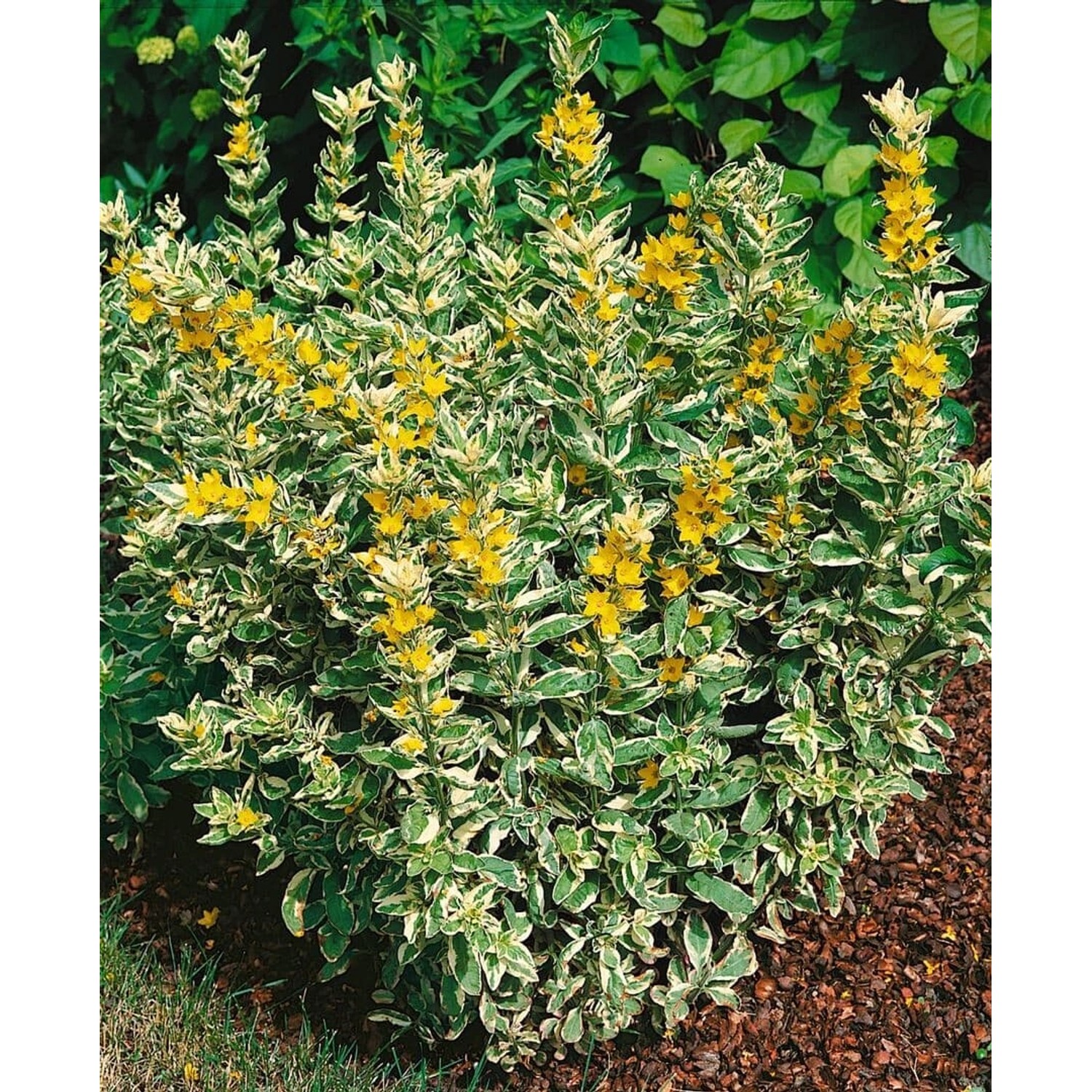 Lysimachia Punctata Alexander Goldfelberich Ca. 9x9 cm Topf günstig online kaufen