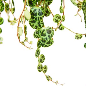 Hängepflanze Peperomia Prostrata 'String of Turtles' mit grün gemusterten, schildförmigen Blättern.