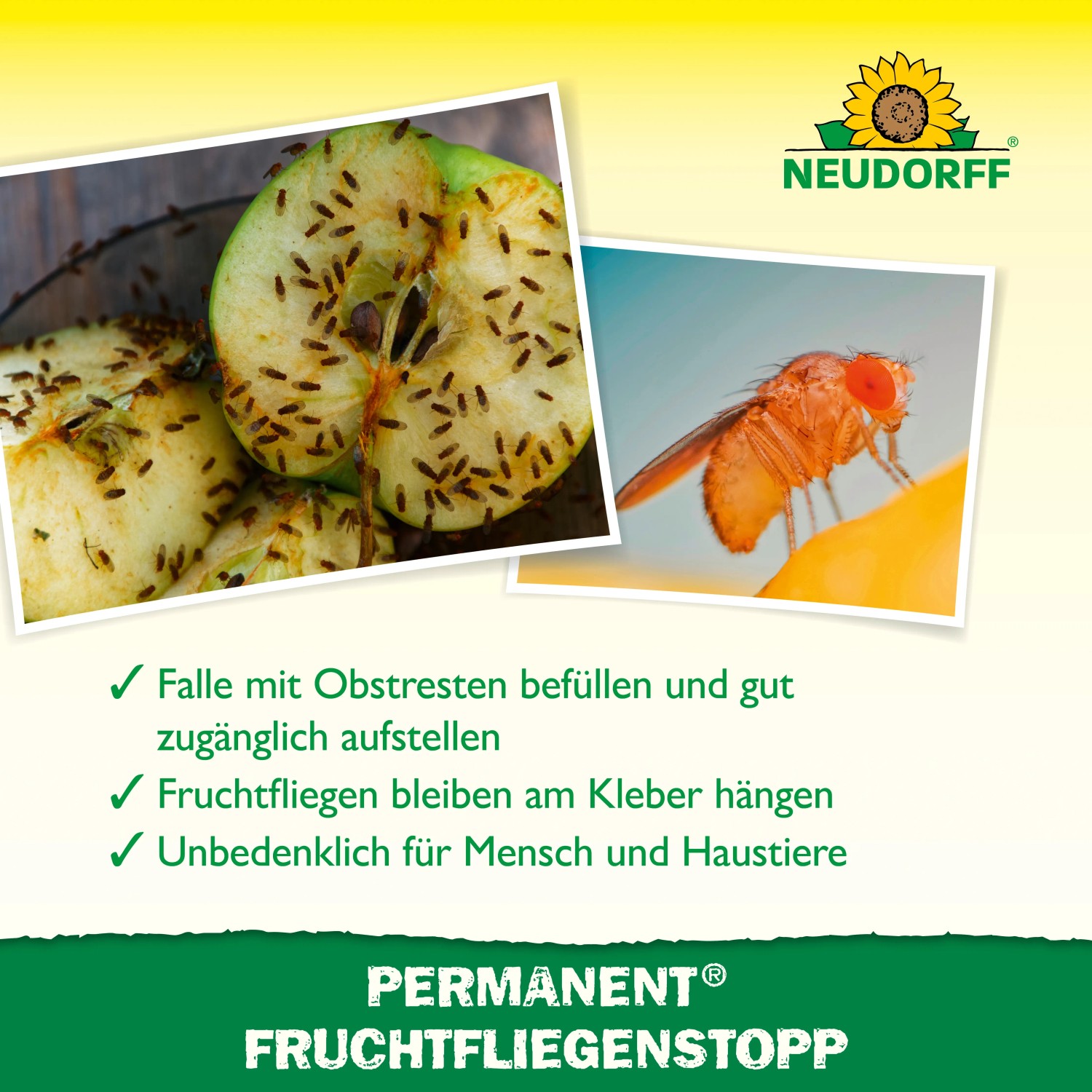 Neudorff Fruchtfliegenstopp: Klebefallen mit Fruchtfliegen auf Apfel und Nahaufnahme einer Fruchtfliege.