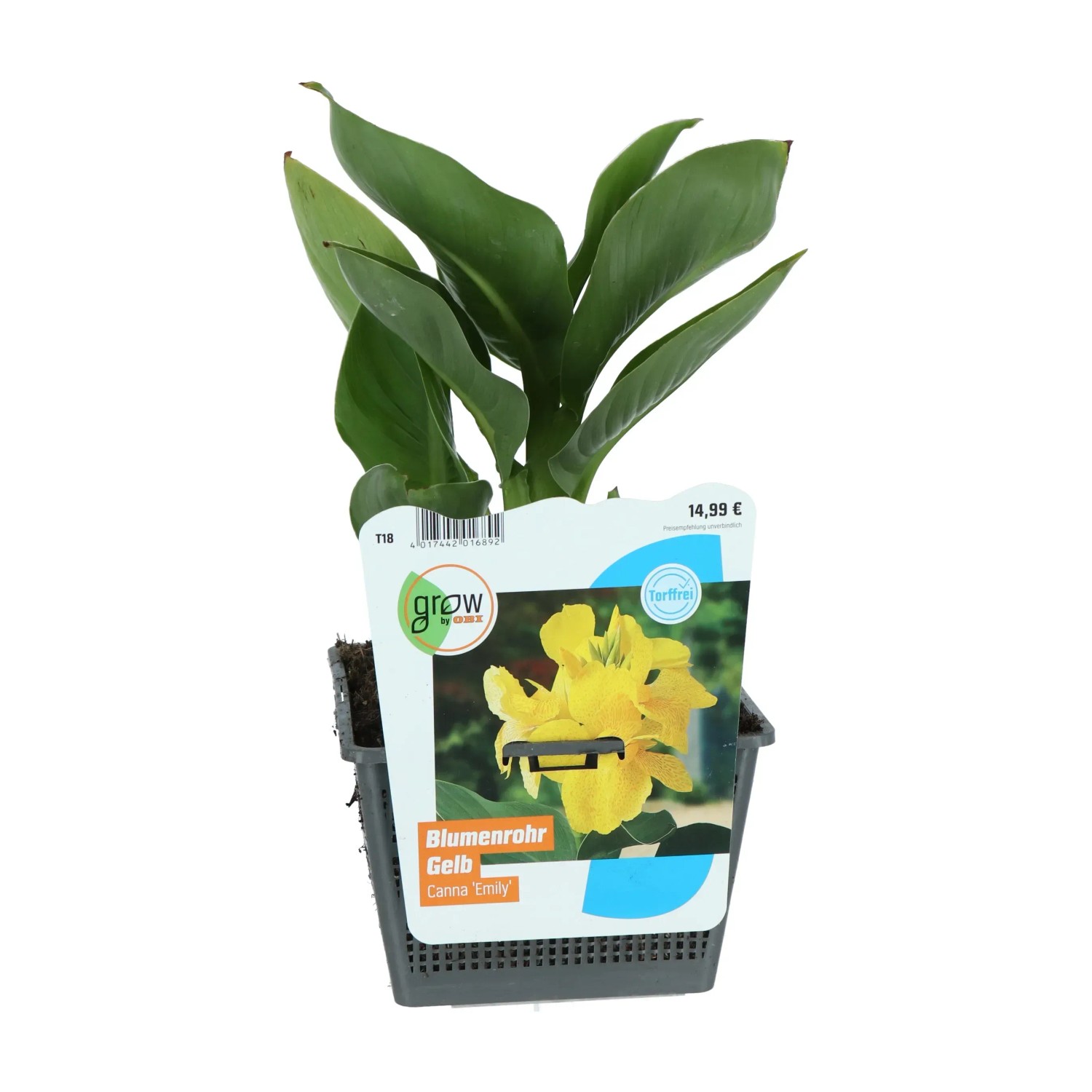 Indisches Blumenrohr Gelb Topf-Ø ca. 18 cm Höhe 30 cm Canna