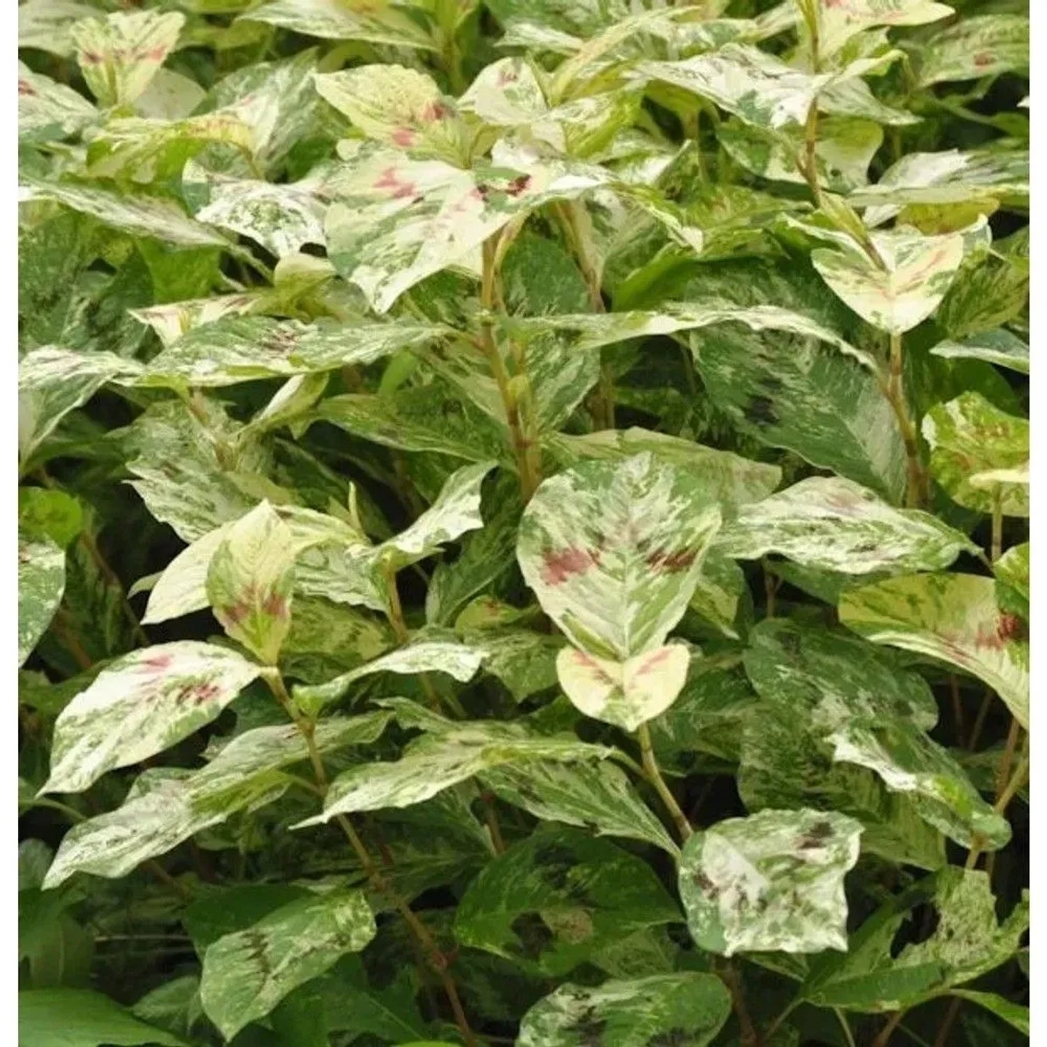 Perlenschnur Knöterich Painters Palette - Persicaria filiformis
