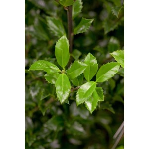 Detailaufnahme der grünen Blätter der Ilex meserveae 'Heckenstar' Heckenpflanze.