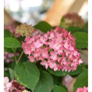 Ballhortensie Ruby Annabelle 40-60cm - Hydrangea arborescens