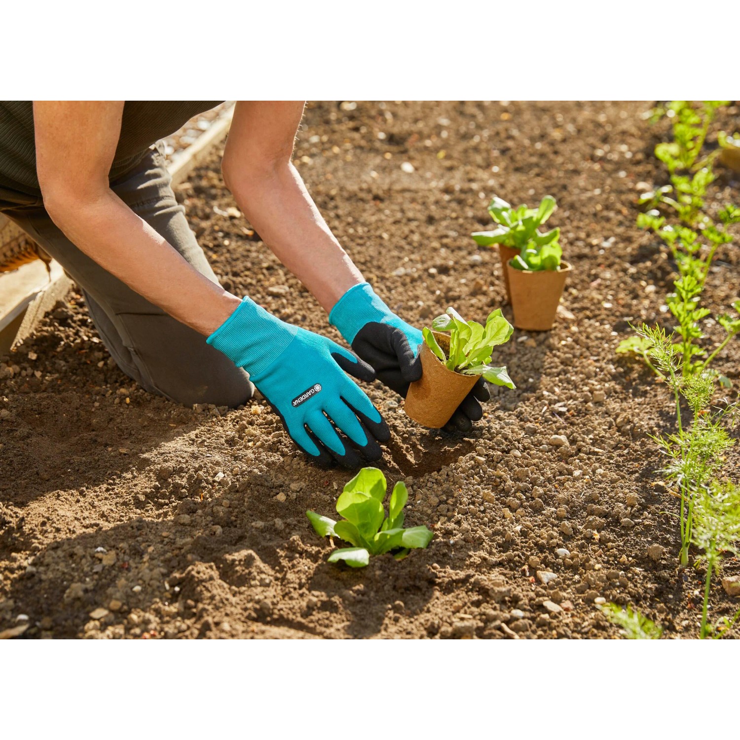 Gardena Pflanzhandschuhe Größe M beim Pflanzen im Garten. Gartenbekleidung für sicheren Halt.