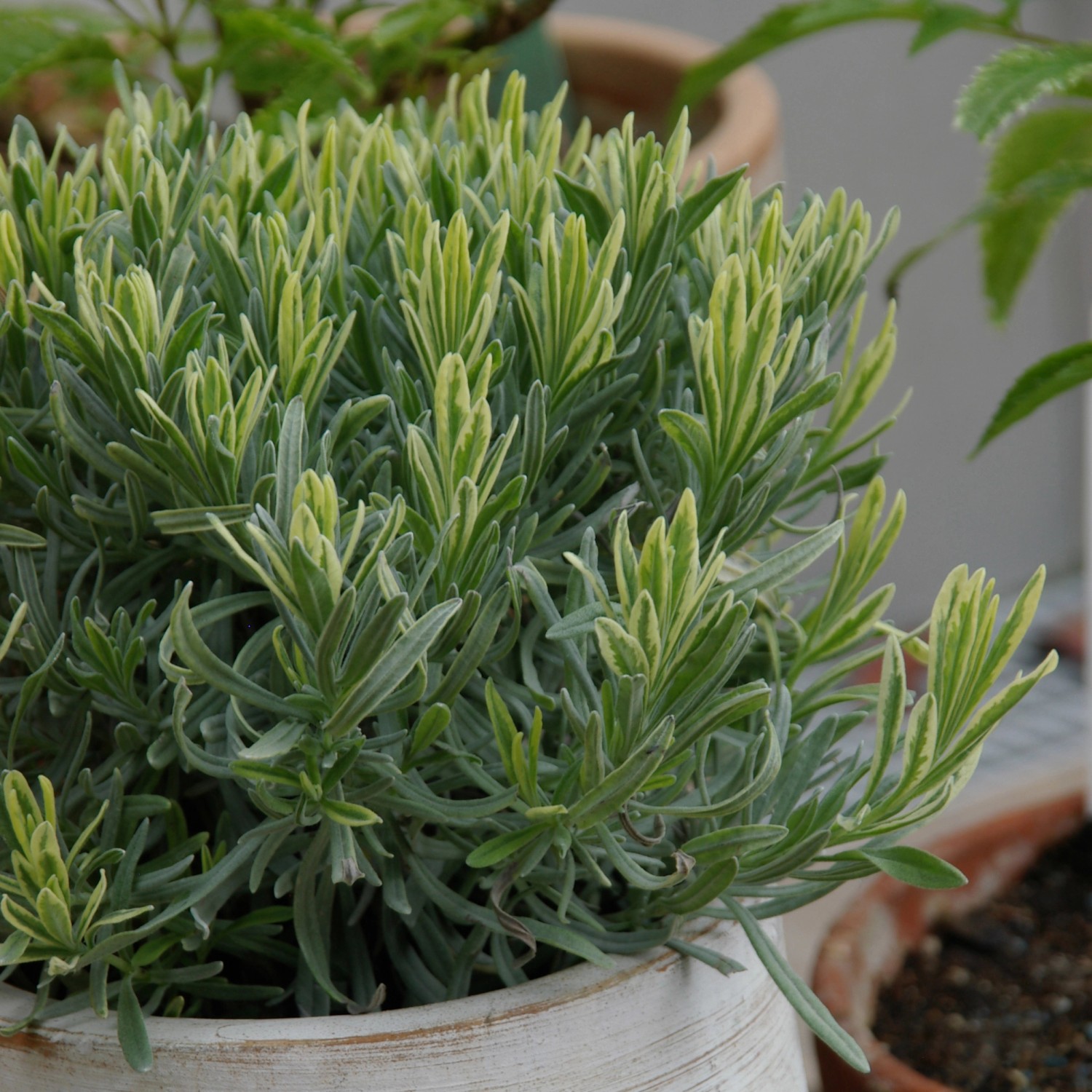 Blu Echter Lavendel im Topf, gräulich-grüne Blätter mit gelben Spitzen.