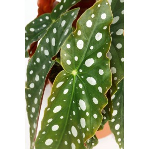 Polka-Dot Begonie (Begonia maculata) im Topf, grüne Blätter mit weißen Punkten.