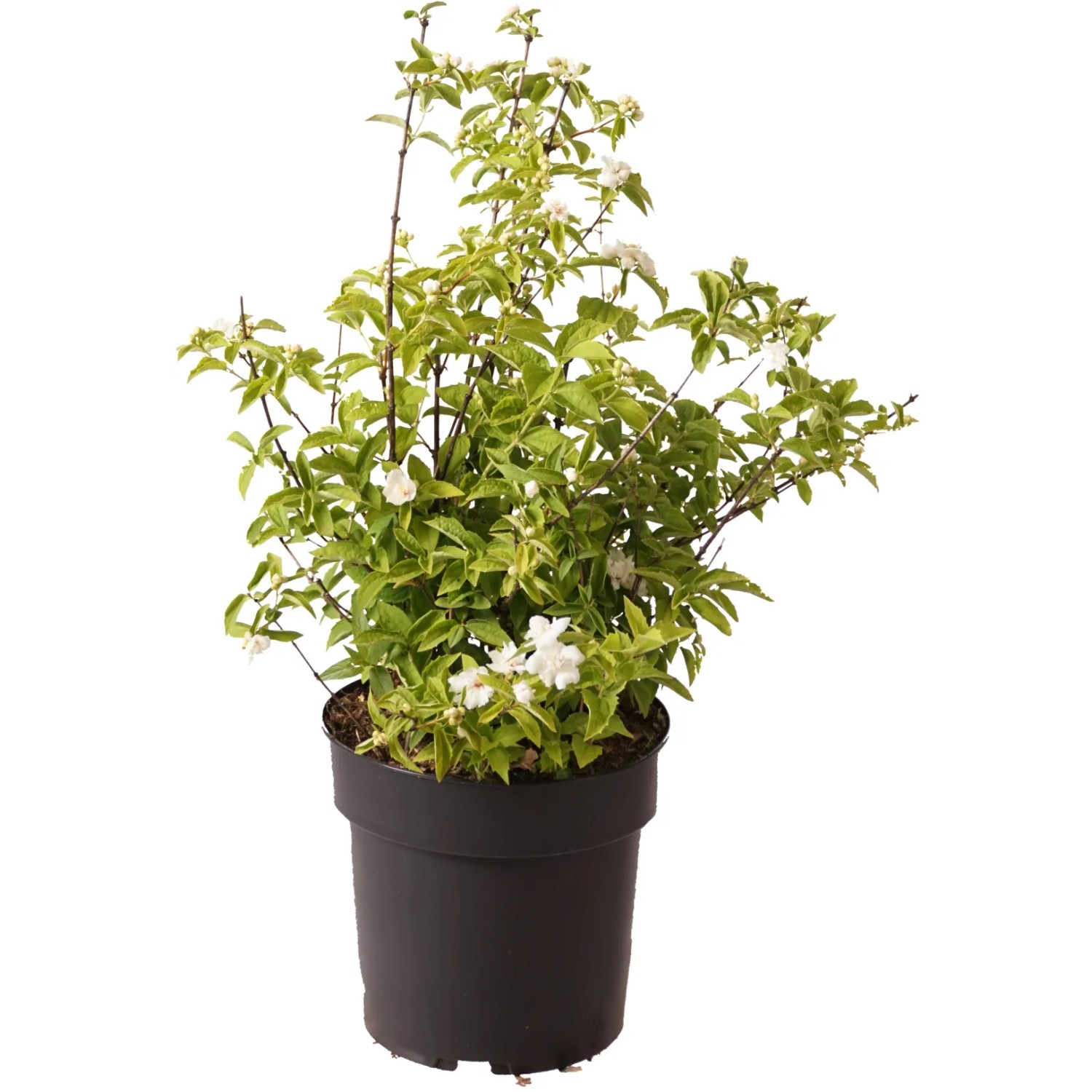 Gartenjasmin "Pearls of Perfume" Höhe ca. 60 cm Topf ca. 4,5 l Philadelphus