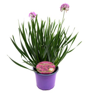 Zierlauch Allium Millenium im Topf, violette Blüten und grüne Blätter, ca. 35 cm hoch.