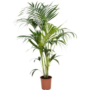 Kentiapalme (Howea forsteriana) im braunen Topf, eine elegante Grünpflanze für Innenräume.