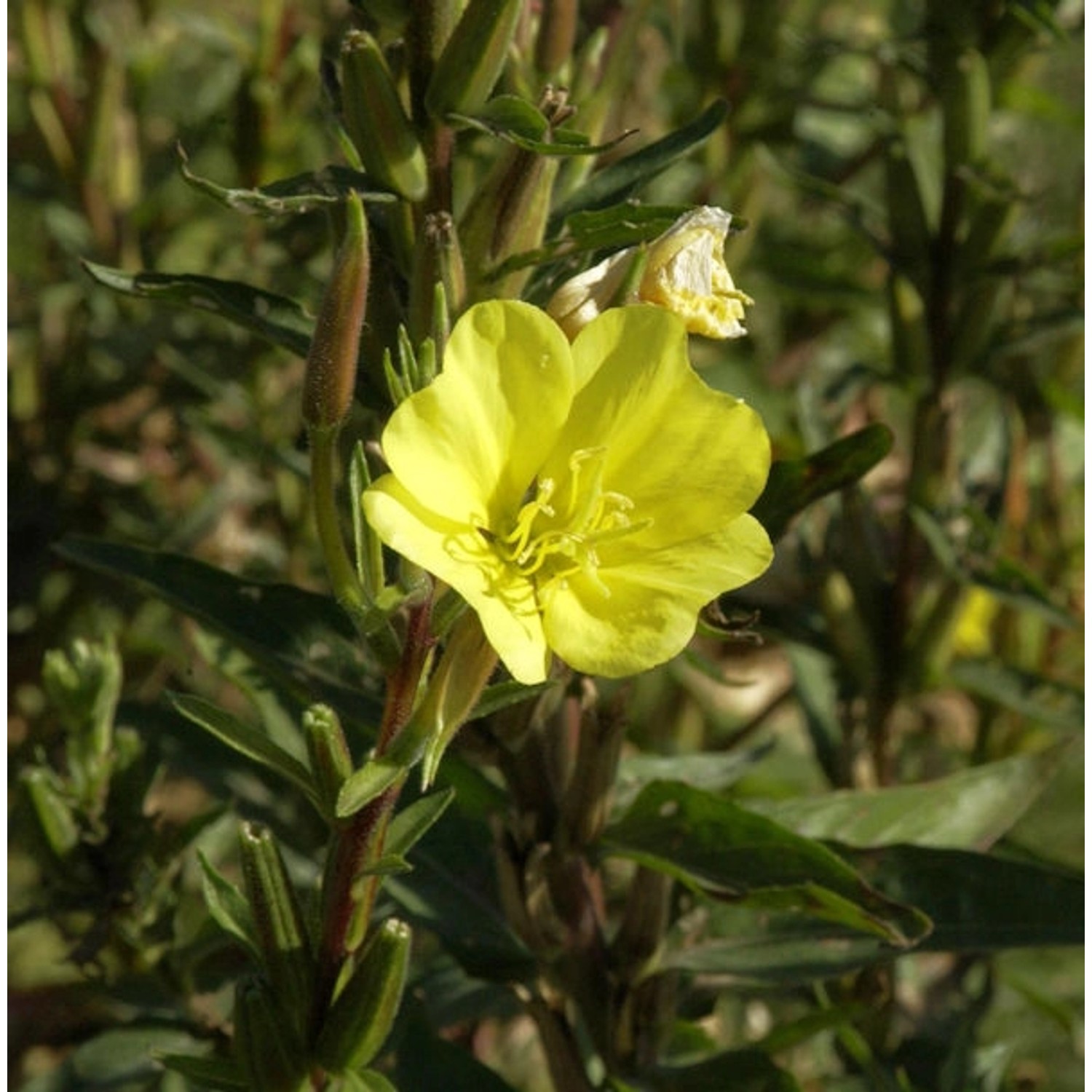 Gemeine Nachtkerze - Oenothera biennis günstig online kaufen