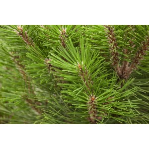 Nahaufnahme der dunkelgrünen Nadeln einer Pinus Nigra 'Kleiner Turm' Schwarzkiefer.
