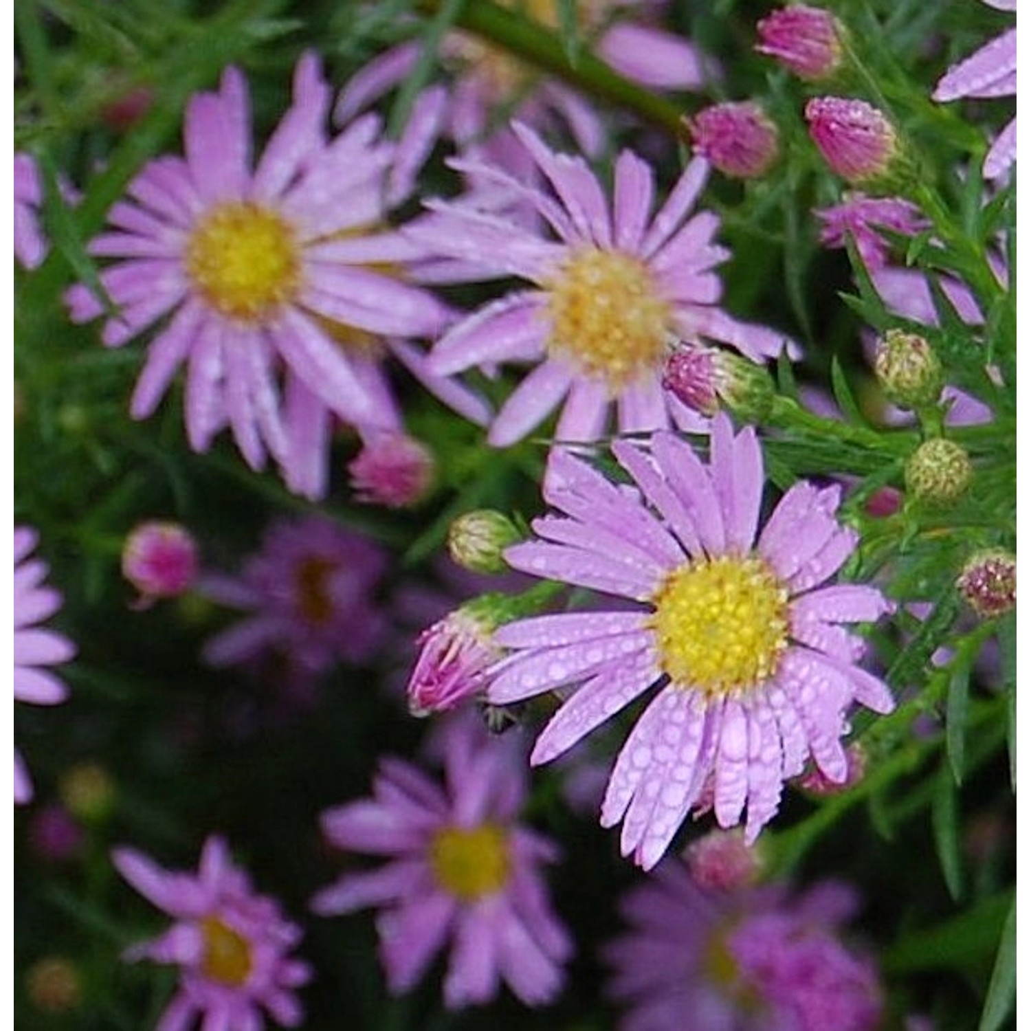 Myrtenaster Pink Star - Aster pringlei günstig online kaufen