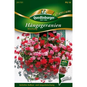 Quedlinburger Hängegeranien Mischung Saatgut mit roten, rosa und weißen Blüten.