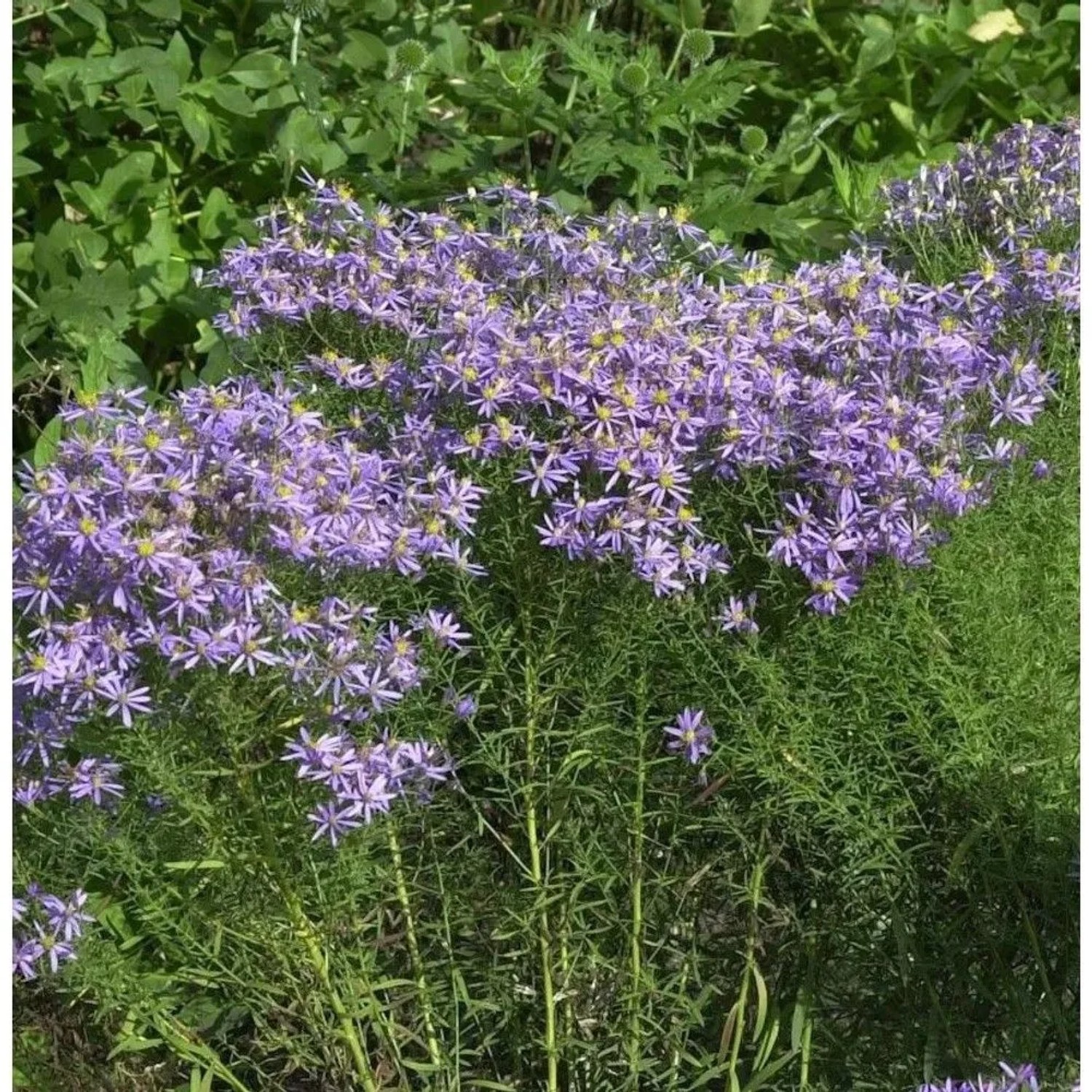 Niedrige Ödlandaster - Aster sedifolius Nanus