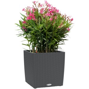 Lechuza Cube Cottage Pflanzgefäß, 30x30x30 cm, Granit, mit Oleander bepflanzt.