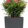 Lechuza Cube Cottage Pflanzgefäß, 30x30x30 cm, Granit, mit Oleander bepflanzt.