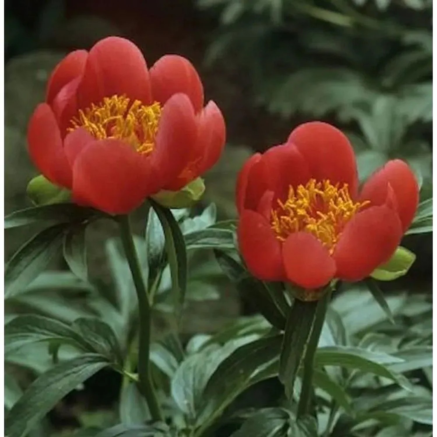 Delavayi Strauchpfingstrose - Paeonia delavayi
