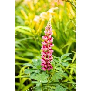 Blühende GROW by OBI Lupine in Rot/Rosa, Topf-Ø 19 cm. Sommerblüher für sonnige Standorte.