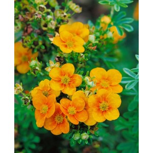 Leuchtend gelber Fingerstrauch William Rollisson im 9x9 cm Topf, blühende Staude.