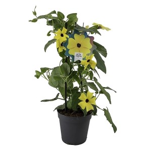 Schwarzäugige Susanne im Topf, gelbe Blüten mit dunkler Mitte, Kletterpflanze für Kübel.