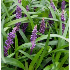 Lilientraube Big Blue (Liriope muscari) mit violetten Blüten und grünen Blättern.