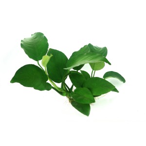 Dennerle Anubias Barteri Aquariumpflanze mit grünen Blättern für den Mittelgrund.