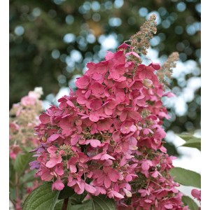 Rispenhortensie Redlight mit roten Blütenständen, ca. 40-60cm hoch.