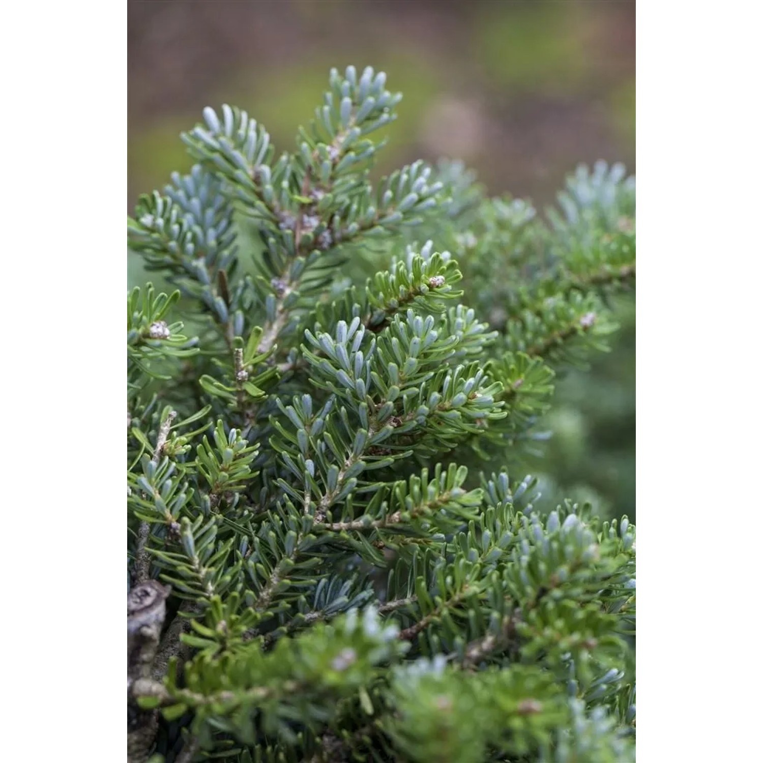 Abies Koreana Silberperl Koreatanne Silberne Nadeln 12–15 cm