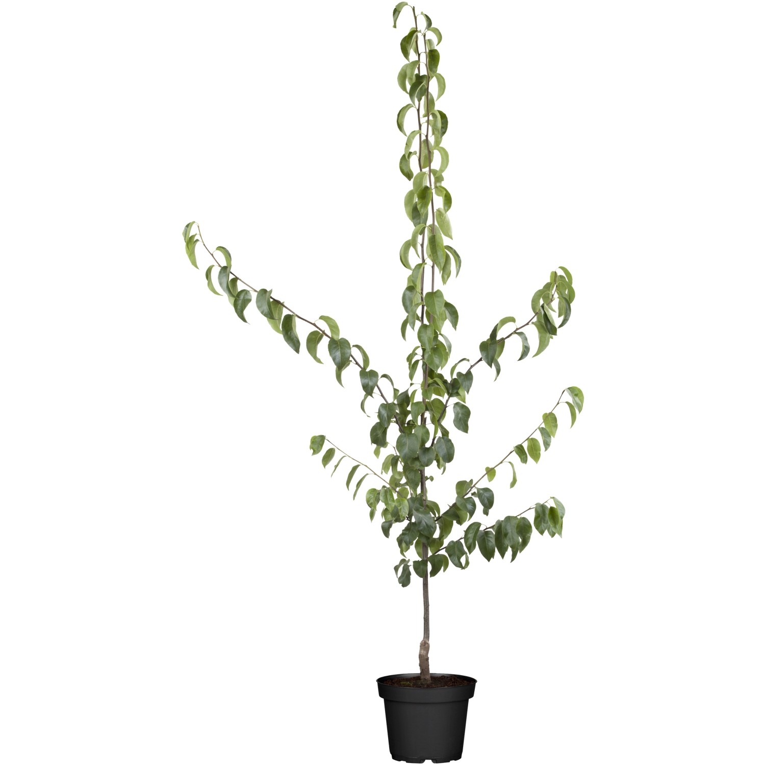 GROW by OBI Bio Nashi-Birne Kumoi Braun Höhe ca. 120-140 cm Topf ca. 7 l günstig online kaufen