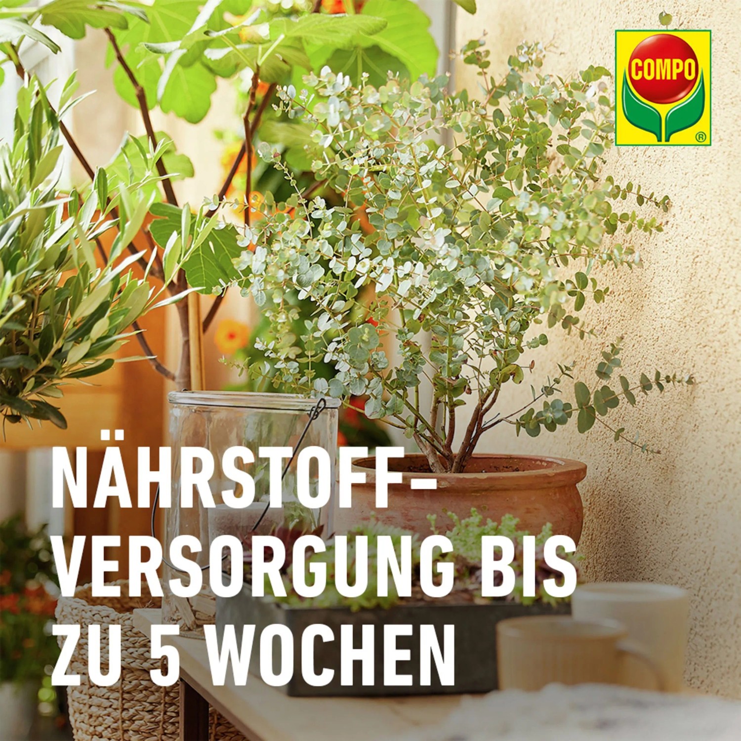 Compo Bio Zitruserde torffrei für gesunde Zitruspflanzen, bis zu 5 Wochen Nährstoffversorgung.