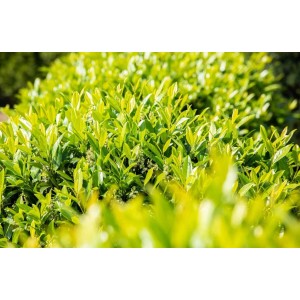 Detailaufnahme: Dichte, grüne Heckenpflanze Prunus laurocerasus 'Novita' (100-120 cm).